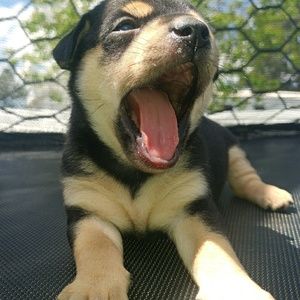 Meet your Posher, Abby